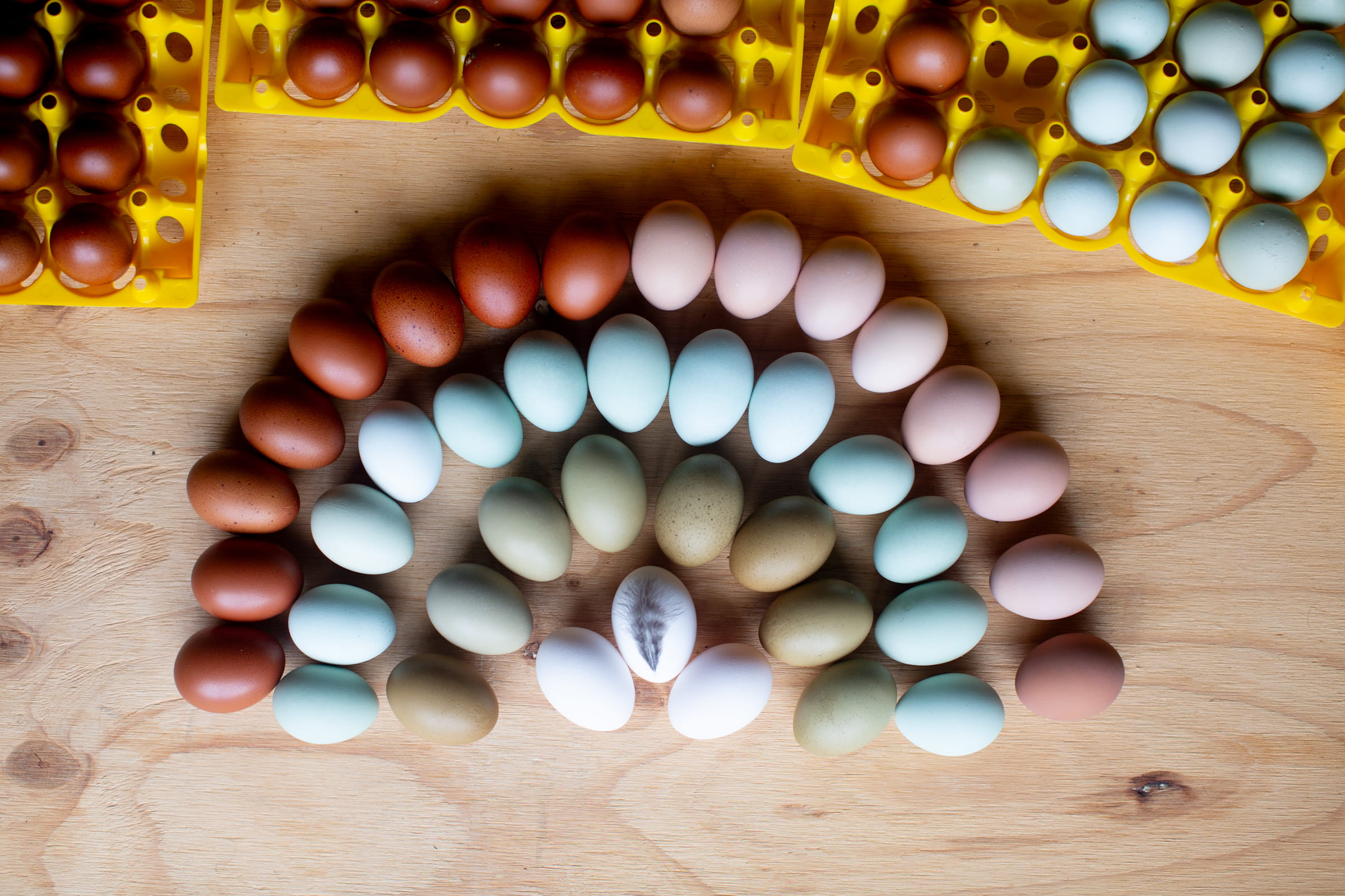 Coloured eggs arranged in a rainbow