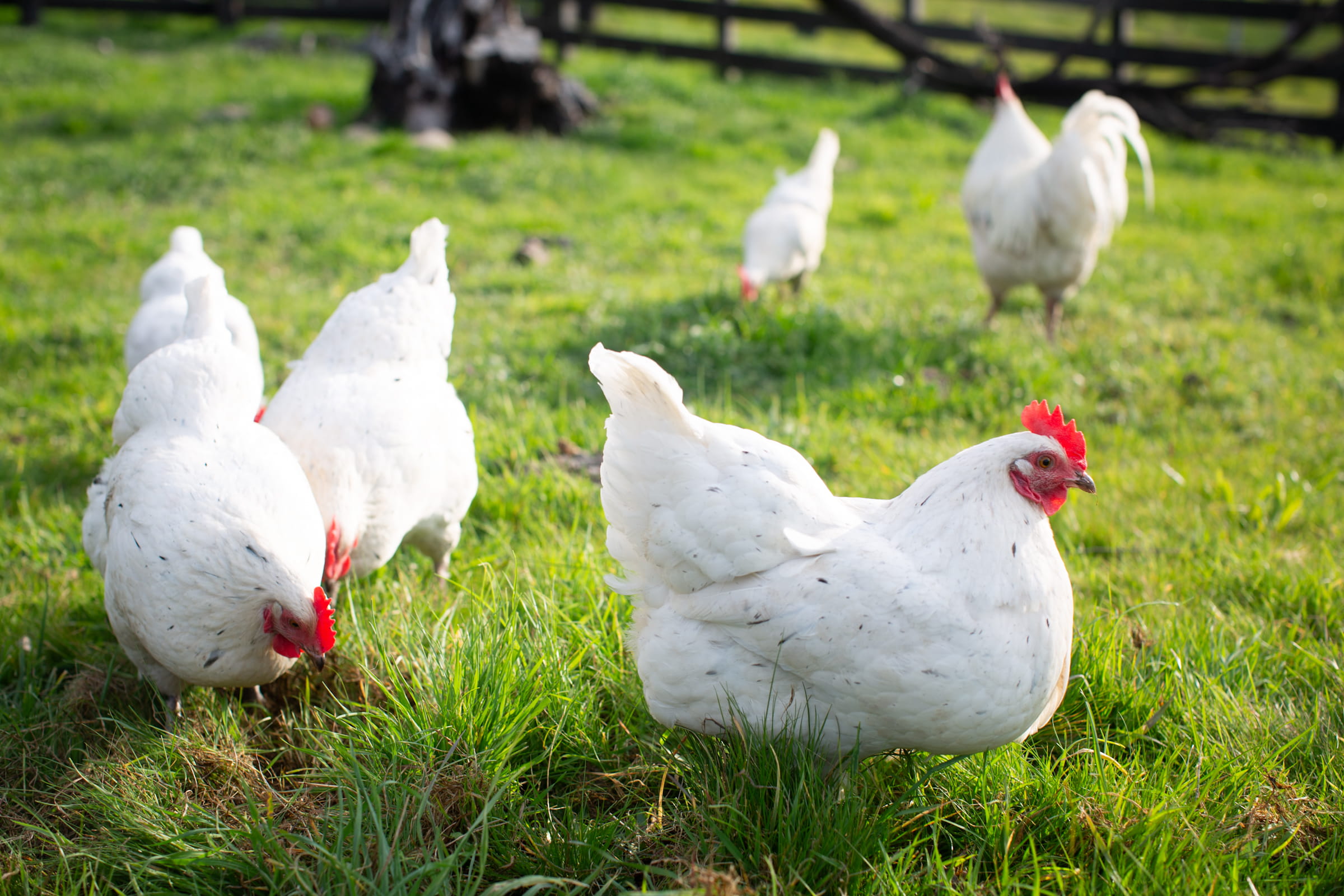 Flock of paint white Marans free ranging