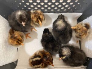 Chicks hatched from Lay Me A Rainbow eggs