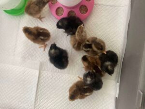 Clutch of baby chicks hatched from Lay Me A Rainbow eggs