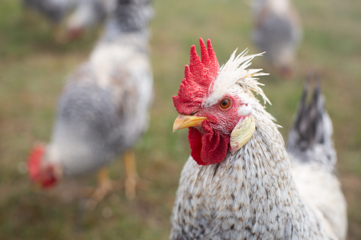 Close up of Cream Legbar cockerel with others in the background.