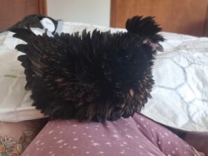 Frizzle hatched from a Lay Me A Rainbow egg