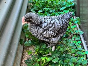 Olive egger cockerel hatched from a Lay Me A Rainbow egg