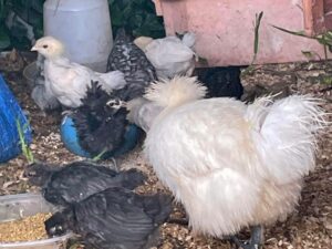 Chicks hatched from Lay Me A Rainbow