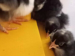 Cuckoo Marans chicks hatched from Lay Me A Rainbow eggs