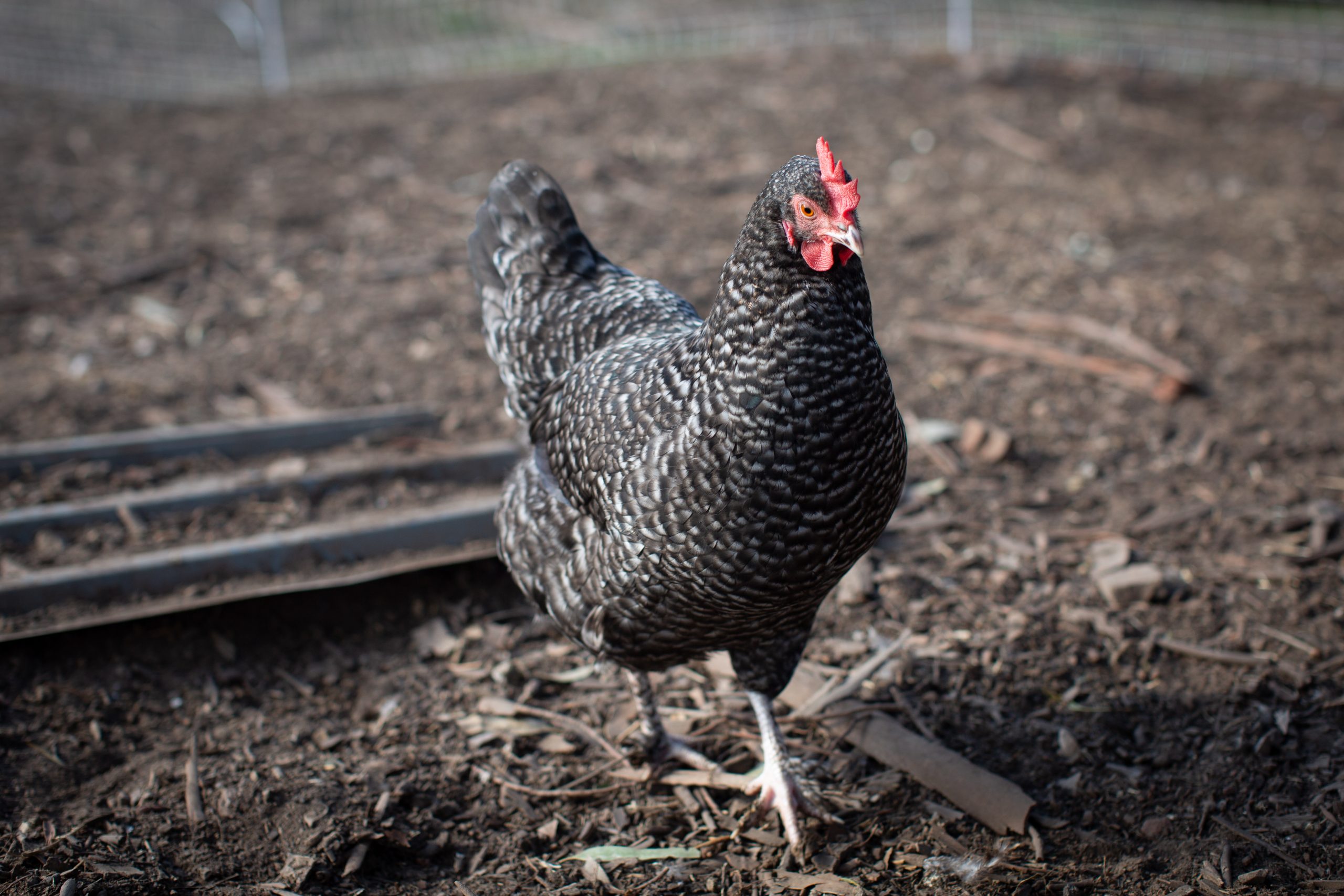Cuckoo Marans pullet