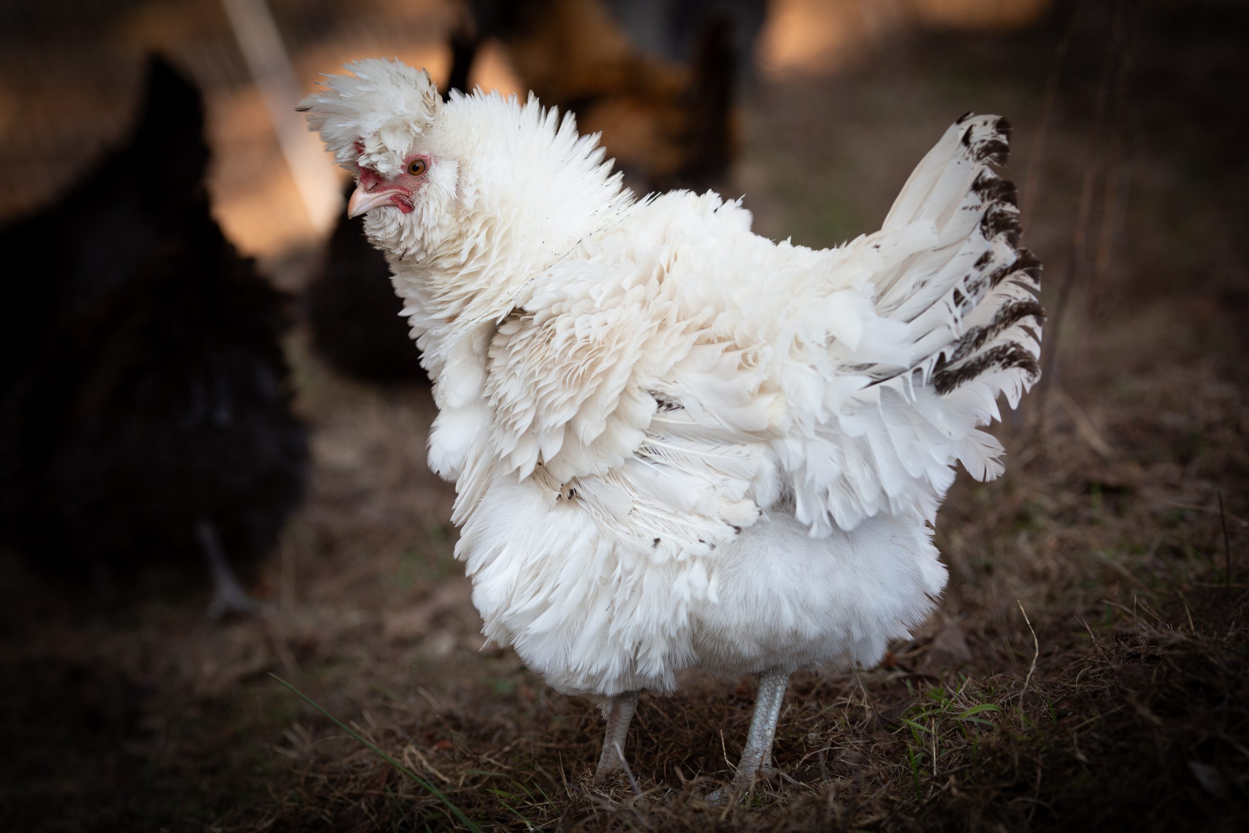 Frizzled hen